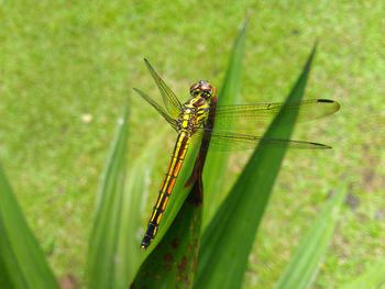 Close-up of insect on grass