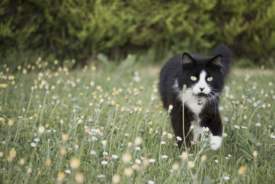 View of cat on field