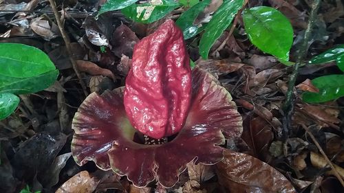 Close-up of wet red flower