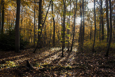 Trees in forest during autumn