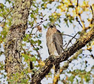 Low angle view of a bird perching on tree