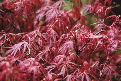 Close-up of autumn leaves