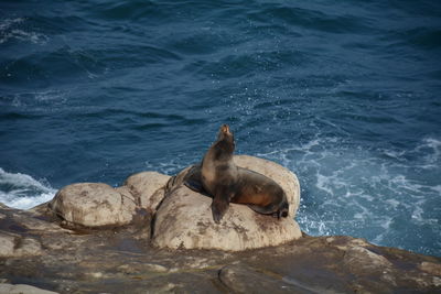 High angle view of sea lion on rock