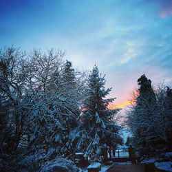 Bare trees on snow covered landscape against sky