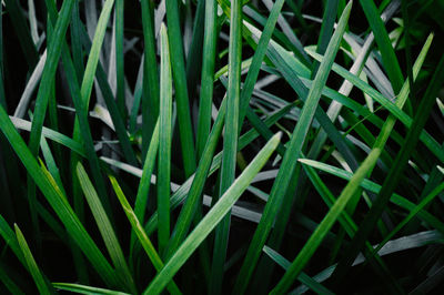 Full frame shot of plants growing on field