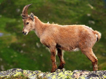Side view of ibex standing on rock