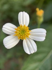 Close-up of white flower