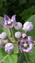 Close-up of purple flowers blooming outdoors