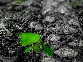 High angle view of plant growing on land