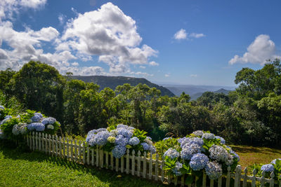 Panoramic view of flowering plants and trees against sky