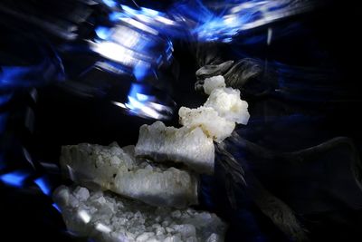 Close-up of white jellyfish