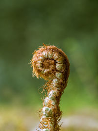 Close-up of wilted flower