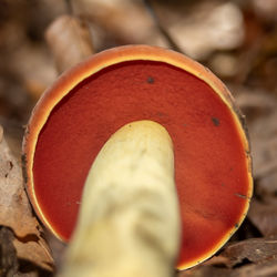close-up