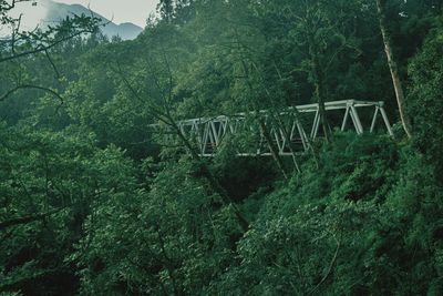 Scenic view of forest