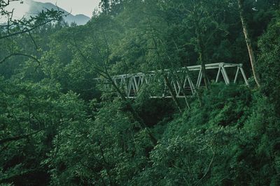 Scenic view of forest