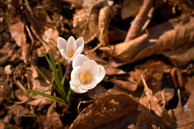 Close-up of white flowering plant