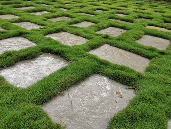 High angle view of grass growing in garden