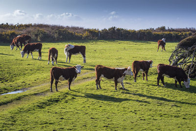 Livestock on green grass field southland new zealand