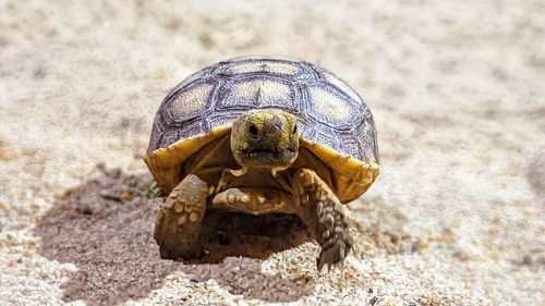 Close-up of tortoise on sand