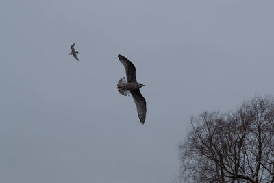 Low angle view of eagle flying in sky