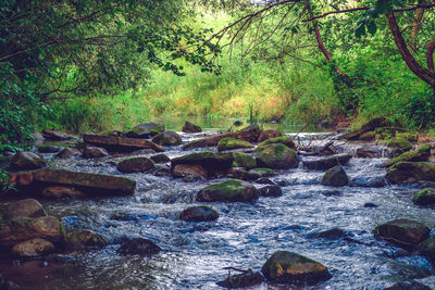 Stream flowing through rocks in forest