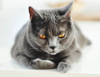 Close-up portrait of black cat