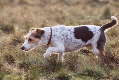 Side view of a dog on field