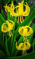 Close-up of yellow flowers blooming outdoors