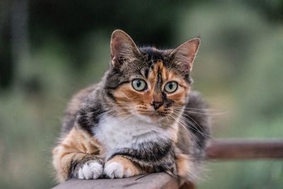 Close-up portrait of tabby cat