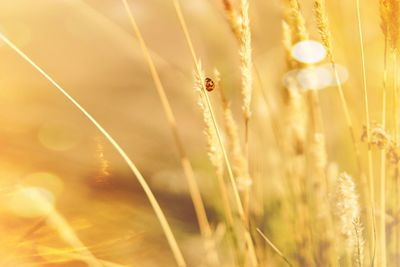 Close-up of stalks in field against blurred background