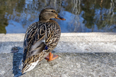 Close-up of a bird perching on a lake