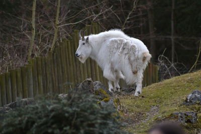 Horse standing outdoors