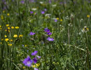 Close-up of purple flowering plants on field