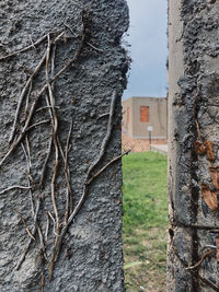 Close-up of ivy on tree trunk against building