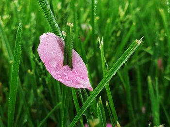 Close-up of raindrops on pink flower