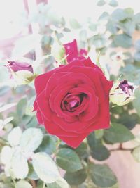 Close-up of red rose