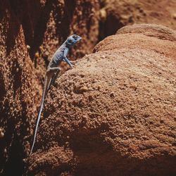View of lizard on rock
