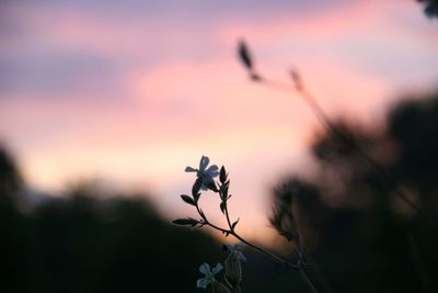 Close-up of silhouette plant against sky at sunset