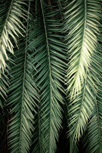 Full frame shot of palm leaves