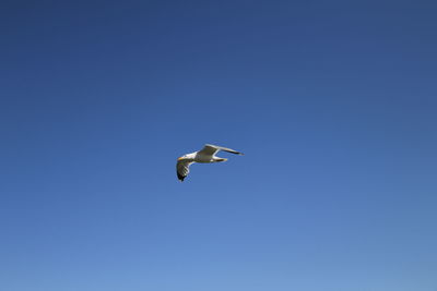 Low angle view of bird flying against clear blue sky