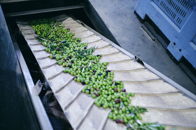 Old sorting conveyer with green vegetables processing in shabby industrial area of factory