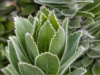 Close-up of succulent plant