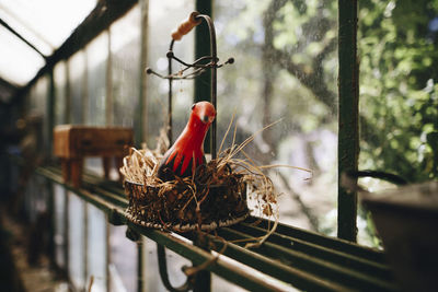 Close-up of birds perching on railing