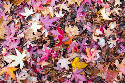 Close-up of fallen maple leaves