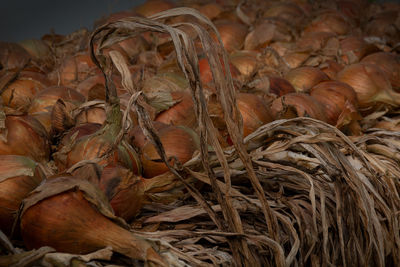 Close-up of dried leaves