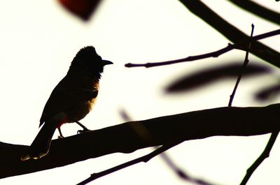 Low angle view of bird perching on railing