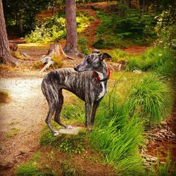 View of a dog on land