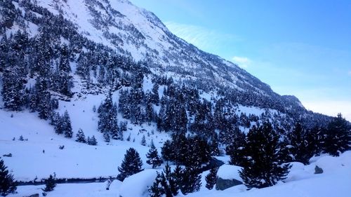 Pine trees on snow covered mountain against sky