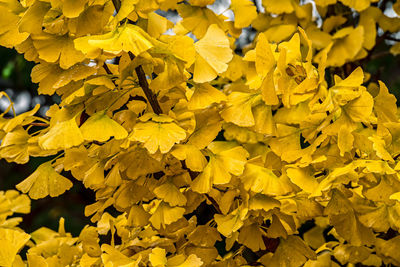 Close-up of yellow flowering plant leaves