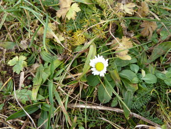 Close-up of flowers growing in field